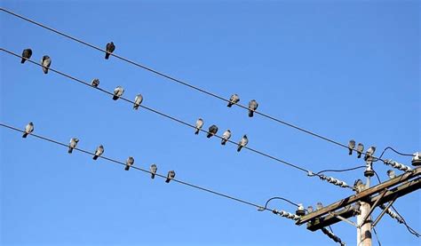 bird box electricity|birds sitting on electrical wire.